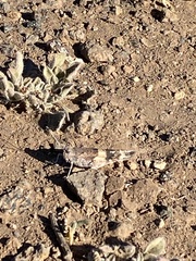 Sphingonotus savignyi