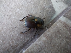Canthon septemmaculatus