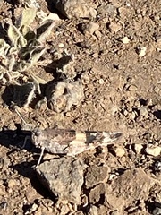 Sphingonotus savignyi