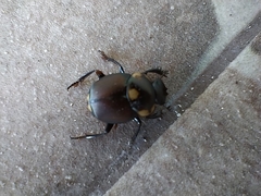 Canthon septemmaculatus
