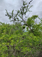 Strychnos madagascariensis