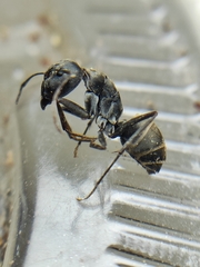 Camponotus parius