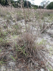 Andropogon capillipes