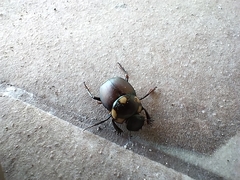 Canthon septemmaculatus