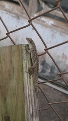 Anolis sagrei