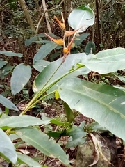 Heliconia latispatha