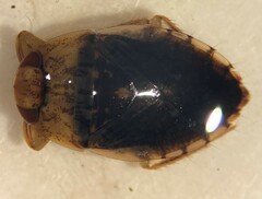 Pelocoris biimpressus biimpressus