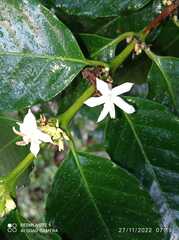 Coffea arabica