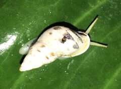 Drymaeus geometricus