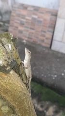 Anolis