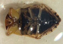 Pelocoris biimpressus biimpressus