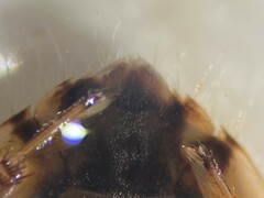 Pelocoris biimpressus biimpressus