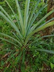 Ananas comosus