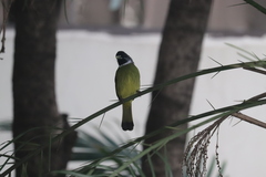 Spizixos semitorques