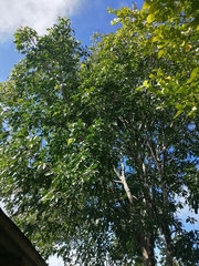 Melicoccus bijugatus