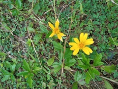 Sphagneticola trilobata