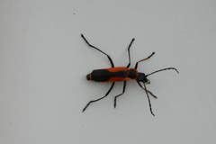 Chauliognathus deceptus