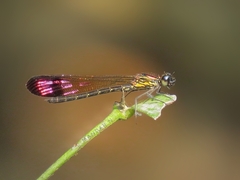Heliocypha bisignata