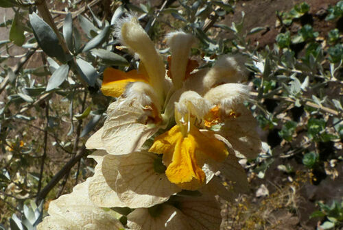 Rydingia integrifolia image