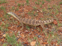 Varanus spenceri