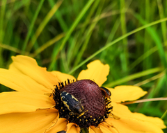 Acmaeodera pulchella