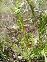 Epilobium tetragonum