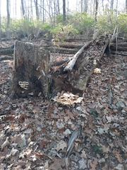 Laetiporus sulphureus
