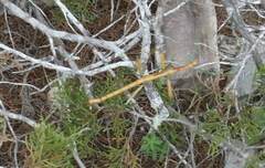 Megaphasma denticrus