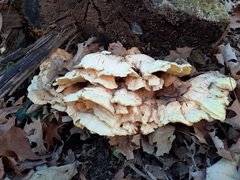 Laetiporus sulphureus