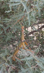 Megaphasma denticrus