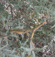 Megaphasma denticrus