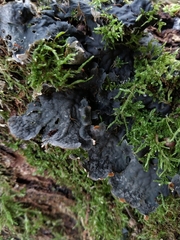 Peltigera membranacea