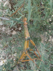 Megaphasma denticrus