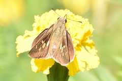 Suastus gremius