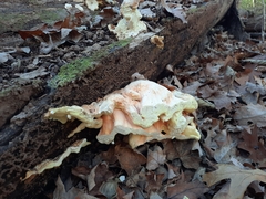 Laetiporus sulphureus