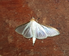 Margaroniini