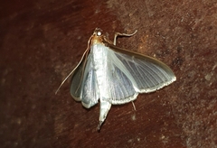 Margaroniini