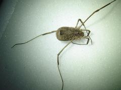 Lacinius horridus