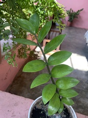 Zamioculcas