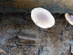 Bolbitius aleuriatus