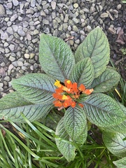 Chrysothemis pulchella