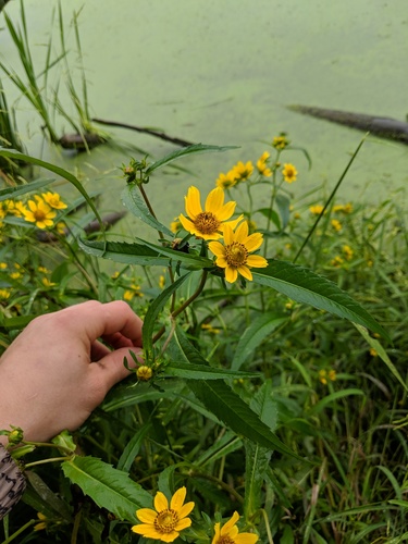 Bidens laevis iNat (2)
