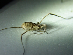 Lacinius horridus