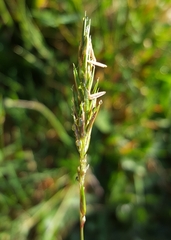 Anthoxanthum odoratum
