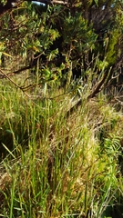 Anthoxanthum odoratum