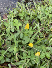 Arachis glabrata