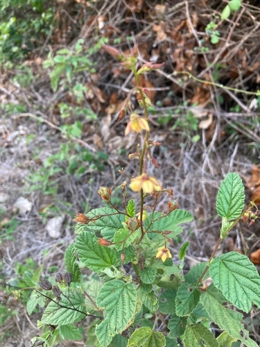 Hermannia exappendiculata