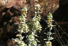 Rydingia integrifolia image