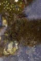 Anthopleura dixoniana