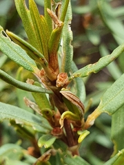 Grubbia tomentosa